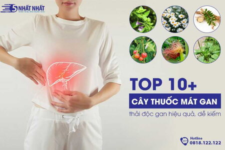 TOP 10+ cây thuốc mát gan, thải độc gan hiệu quả, dễ kiếm