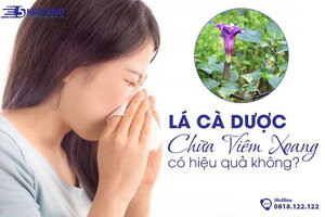 Lá cà dược chữa viêm xoang có hiệu quả không?