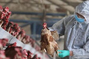 TP.HCM chưa ghi nhận ca bệnh liên quan cúm A (H5N1)