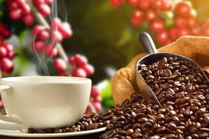 Giá cà phê hôm nay 3/3: Tiếp đà tăng nhẹ tới 200 đồng/kg