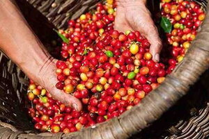 Giá cà phê hôm nay 7/3: Đồng loạt giảm 200 đồng/kg