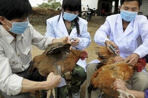 TPHCM tăng cường phòng, chống cúm gia cầm lây sang người