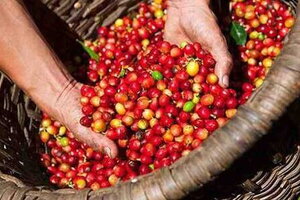 Giá cà phê hôm nay 9/3: Đồng loạt tăng nhẹ 100 đồng/kg