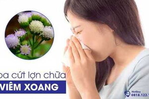 Hoa cứt lợn chữa viêm xoang? 6+ Cách trị viêm xoang bằng hoa ngũ sắc