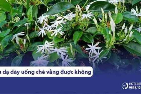 Đau dạ dày có uống được chè vằng không? Cách uống như thế nào?