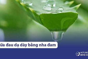 9 Cách chữa đau dạ dày bằng Nha Đam Hiệu Quả, An Toàn