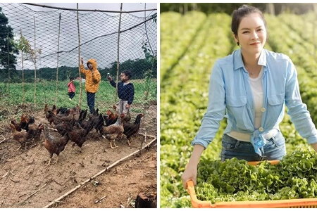Những sao Việt sở hữu miệt vườn 'thẳng cánh cò bay' khiến ai cũng phải ước ao