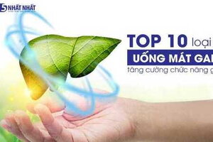 TOP 10 loại lá uống mát gan, tăng cường chức năng gan