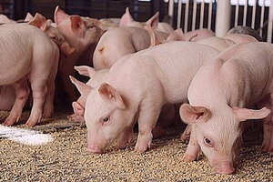 Giá heo hơi hôm nay 21/3: Thị trường miền Nam giảm nhẹ rải rác