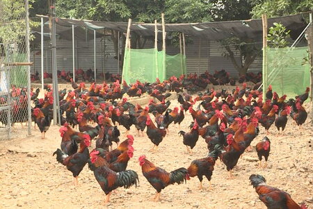 Nova Consumer dự kiến giảm 70% lợi nhuận, bán trang trại gà cho đối tác