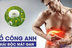 Bồ công anh giải độc gan, thanh nhiệt