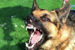 Bé trai 3 tuổi bị chó dại cắn đứt nửa đầu lưỡi khi đang chơi trước sân nhà