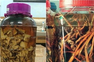 2 người đàn ông tử vong sau khi uống rượu tự ngâm từ các loại cây