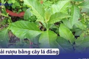 Cây lá đắng giải rượu & 10 tác dụng tuyệt vời ít người biết