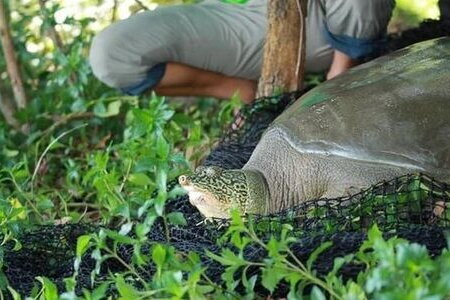 Rùa mai mềm Hoàn Kiếm nặng gần 100kg, cực quý hiếm chết ở hồ Đồng Mô