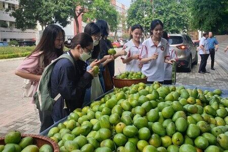 Đại Học Ngoại thương hái xoài xanh trong khuôn viên để tặng cho sinh viên