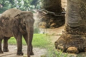 Tổng Giám đốc vườn thú Hà Nội lên tiếng trước thông tin 2 con voi ở Công viên Thủ Lệ bị sợi xích khóa chân, in hằn lên da thịt