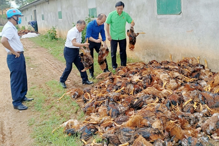 Gần 10.000 con gà chết do chập điện, chính quyền kêu gọi giải cứu