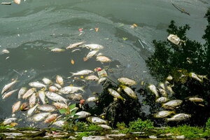 Cá chết hàng loạt, bốc mùi hôi thối nồng nặc tại Hồ Tây, Hà Nội