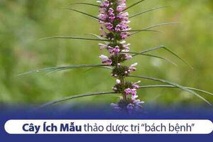 Ích mẫu – Thảo dược trị “bách bệnh”?