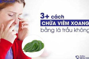 3+ cách chữa viêm xoang bằng lá trầu không