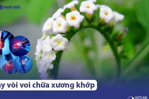 Cây vòi voi chữa xương khớp hiệu quả không? Cách thực hiện ra sao?