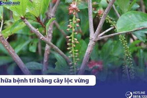 3 mẹo dùng cây lộc vừng chữa bệnh trĩ hiệu quả, an toàn