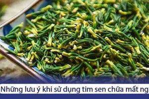 Những lưu ý khi sử dụng tim (tâm) sen chữa mất ngủ