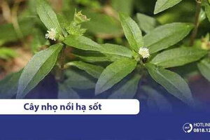 3 Cách hạ sốt cho trẻ bằng cây, lá NHỌ NỒI (cỏ mực) hiệu quả, an toàn