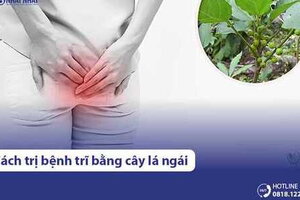 5 cách dùng lá ngái chữa bệnh trĩ hiệu quả ngay tại nhà