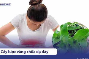4 Mẹo dùng cây lược vàng chữa bệnh đau dạ dày AN TOÀN, HIỆU QUẢ