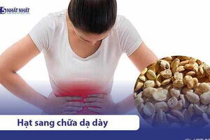 Hạt sang (Sành) chữa đau dạ dày, đại tràng hiệu quả không?