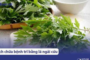 4 cách chữa bệnh trĩ bằng ngải cứu, hiệu quả và dễ thực hiện