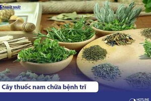 12 cây thuốc nam chữa bệnh trĩ hiệu quả, an toàn tại nhà