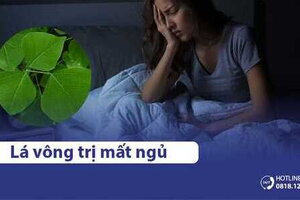 5 cách dùng lá vông trị mất ngủ tại nhà dễ thực hiện, hiệu quả cao