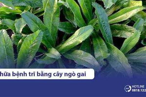 3 cách chữa bệnh trĩ bằng cây ngò gai (mùi tàu) tại nhà hiệu quả