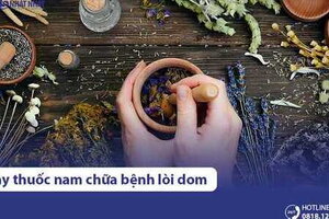 12 Cây Thuốc Nam Chữa Bệnh Lòi Dom Hiệu Quả & Cách Thực Hiện