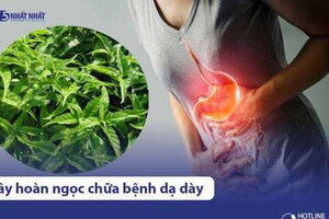 4 cách chữa bệnh đau dạ dày bằng cây hoàn ngọc tại nhà an toàn