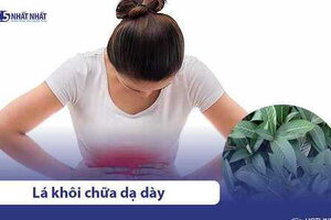 Tác dụng của lá khôi & 4 cách sử dụng lá khôi chữa dạ dày