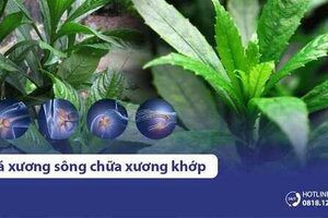 Lá xương sông có tác dụng gì? Chữa bệnh xương khớp được không?