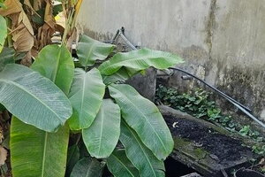 Vụ phát hiện bộ xương 13 năm trong bể phốt ở Hải Phòng: Nghi phạm cướp tài sản rồi giết nạn nhân