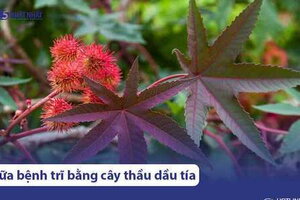 6 Cách chữa bệnh trĩ bằng lá cây thầu dầu tía hiệu quả, rất dễ làm