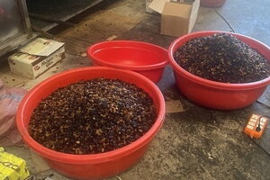 Lập hồ sơ xử lý công ty ở Bình Dương 'phù phép' nho khô Ấn Độ thành nho Mỹ bán dịp Tết