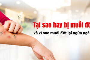 Tại sao hay bị muỗi đốt và vì sao muỗi đốt lại ngứa ngáy?