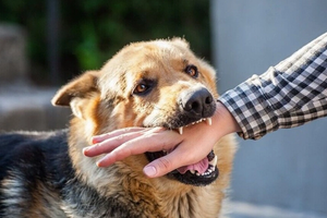 Bệnh dại diễn biến phức tạp, Bộ Y tế khuyến cáo cách phòng chống