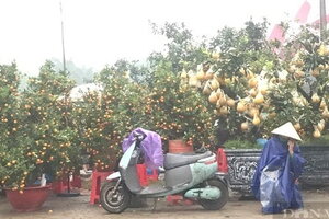 Thời tiết ngày 27 Tết: Bắc Bộ sáng sớm có mưa phùn, Nam Bộ ngày nắng