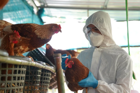 Việt Nam là 'điểm nóng' về dịch bệnh lây truyền từ động vật sang người