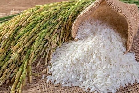 Giá lúa gạo hôm nay ngày 2/04/2024: Biến động trái chiều