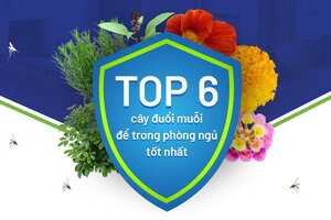 Top 6 cây đuổi muỗi để trong phòng ngủ tốt nhất