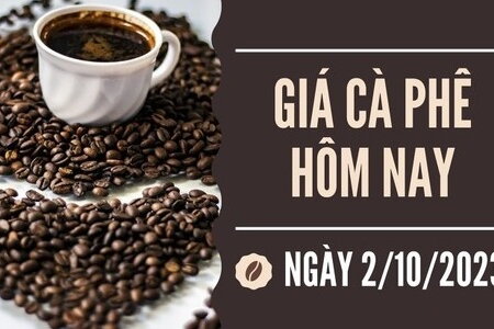 Giá cà phê hôm nay 2/10/2023: Trong nước ổn định, thế giới ít biến động